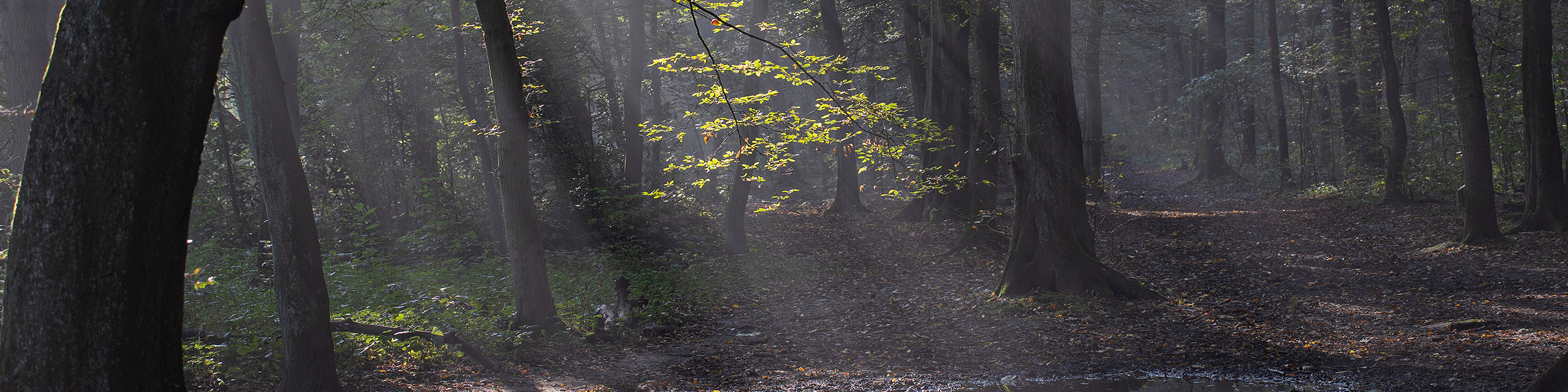 Der Wald ist die Grundlage des Lebens an Land