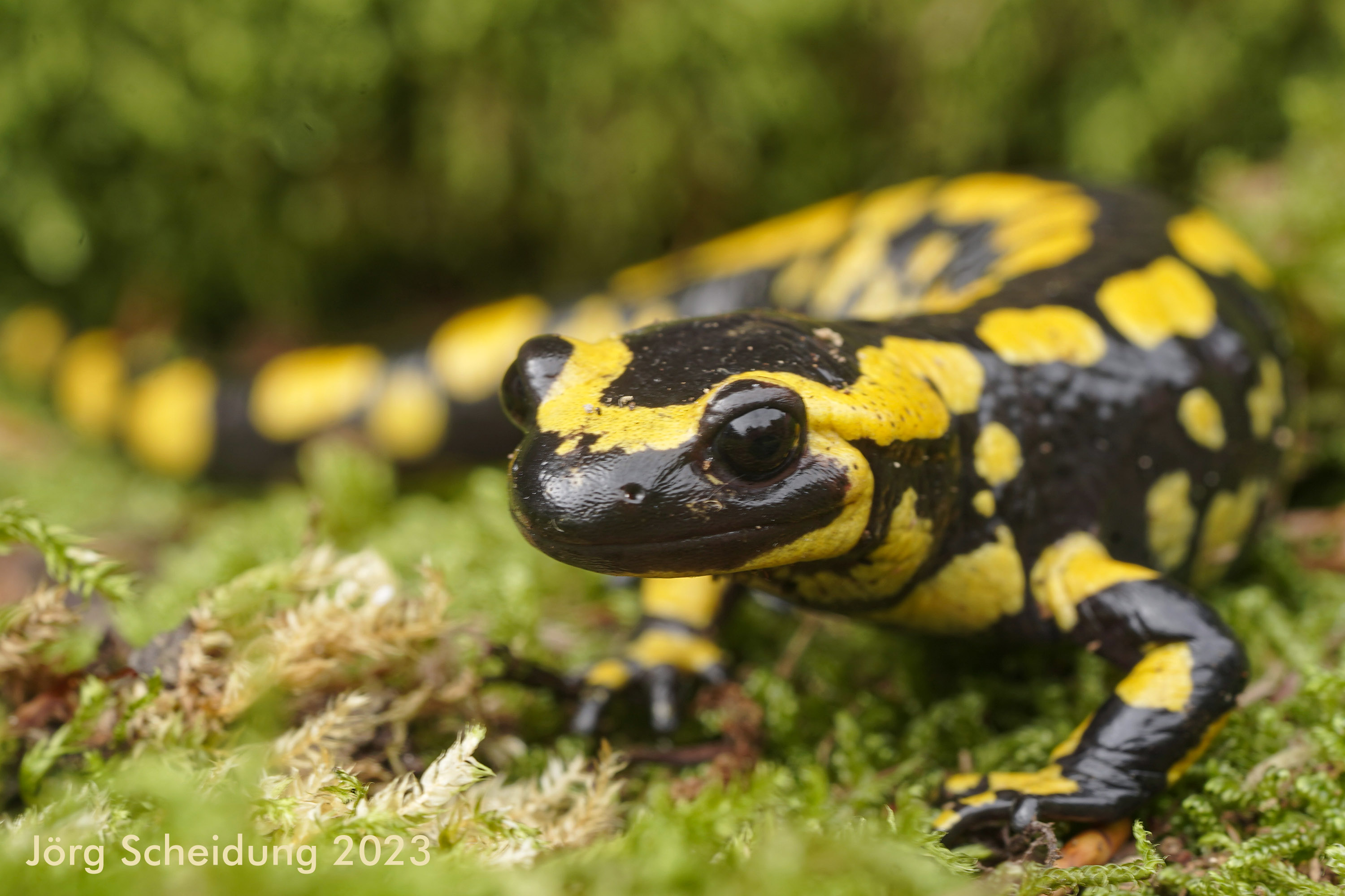 Feuersalamander Zuchtprojekt